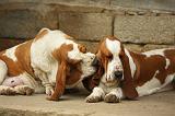 SAILLIE - BASSET HOUND 005